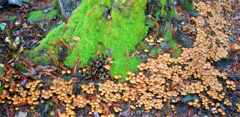 Psathyrella piluliformis 13138-1 (2)_small.jpg