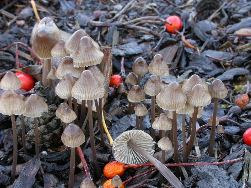 Mycena_leptocephala12.jpg