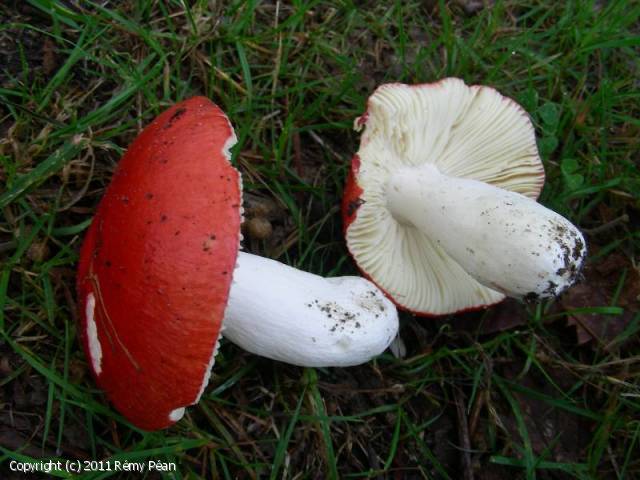 Russula_pseudointegra_2011_rp_1.jpg
