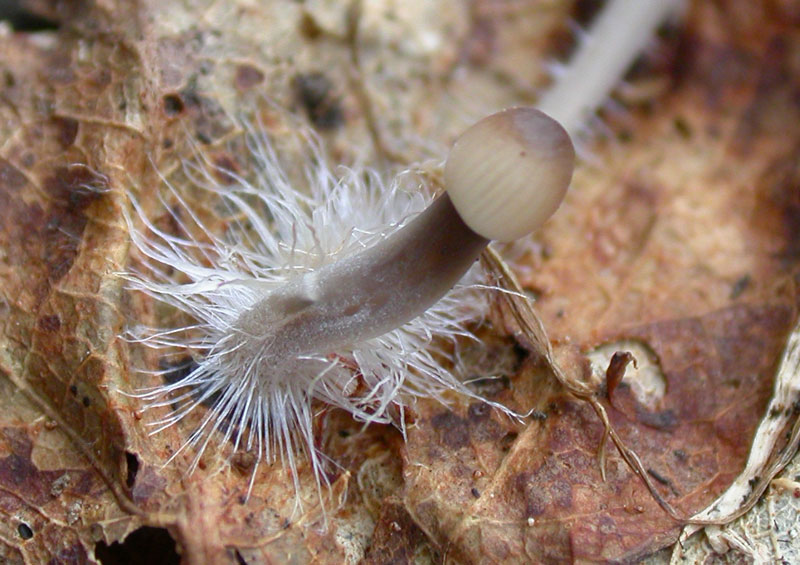 mycena_metata11.jpg