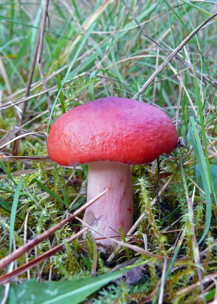 P1050389_Russula_rhodopoda.jpg