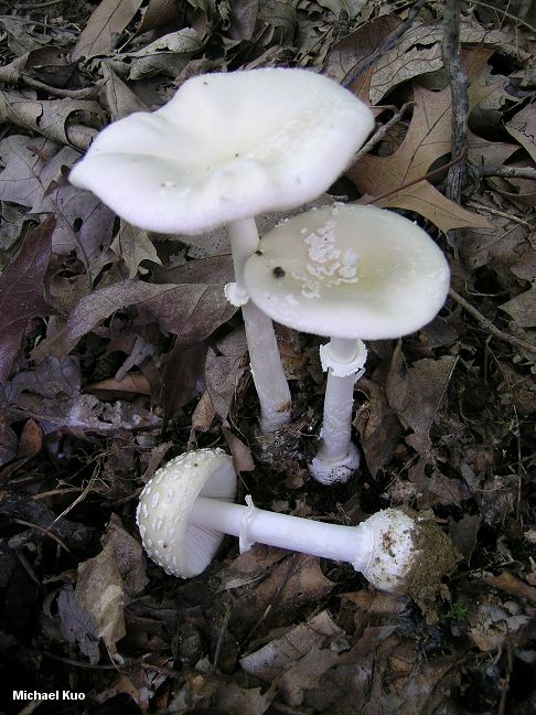 amanita_multisquamosa_04.jpg