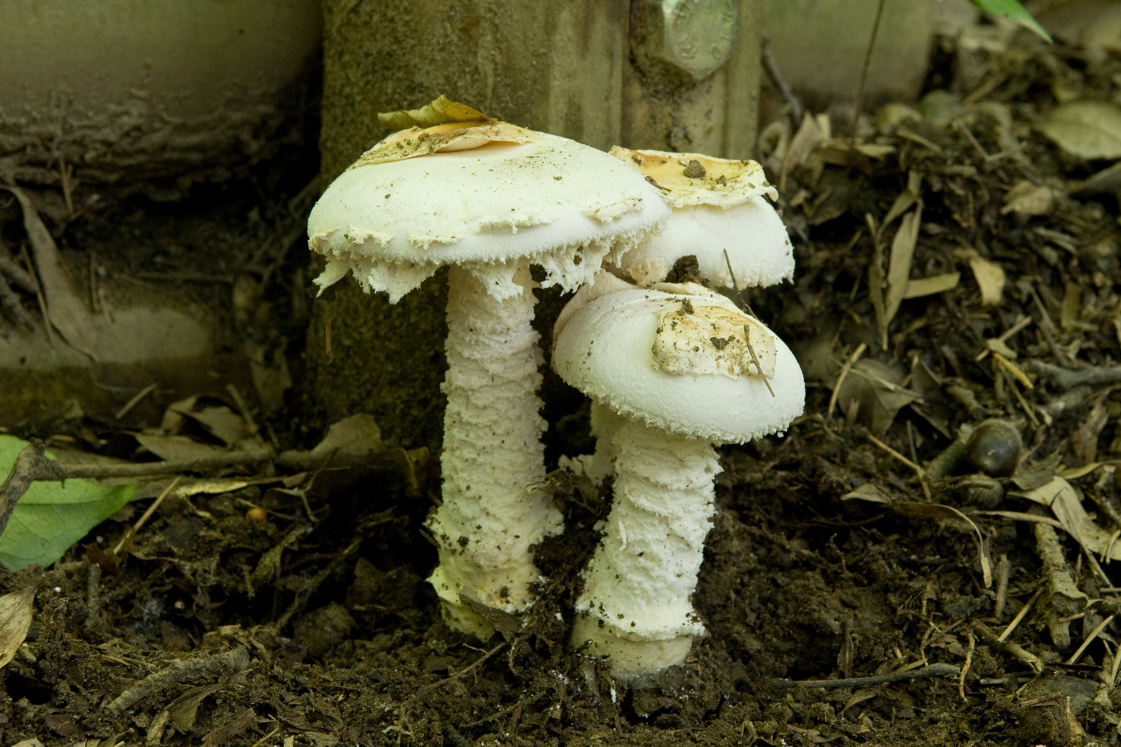 Amanita_neoovoidea_03.jpg