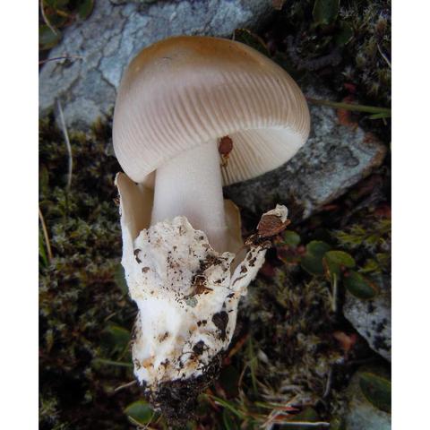 Amanita-nivalis,-Pen-Yr-Ole.jpg