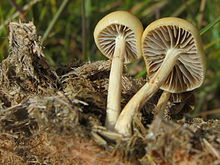 220px-Stropharia_semiglobata_38288.jpg