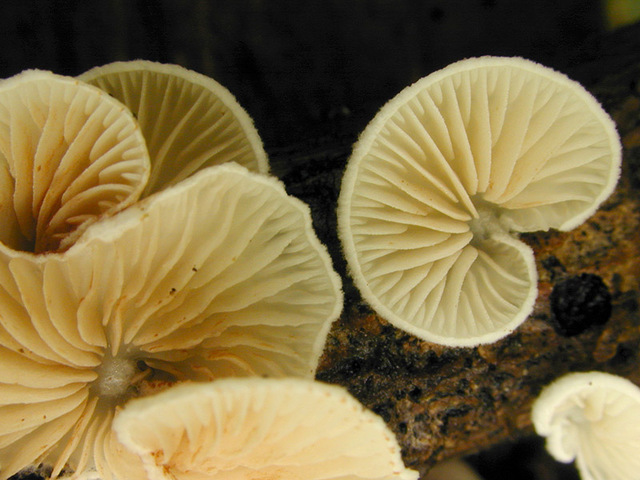 Crepidotus_cesatii_var._cesatii,I_MWS22121.jpg