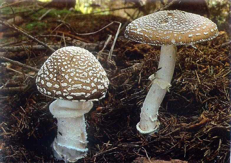 AMANITA_PANTHERINA1.jpg