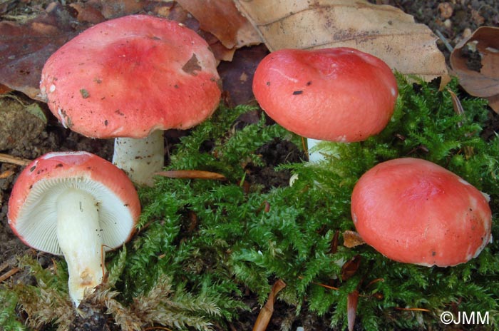 Russula silvestris 3.jpg
