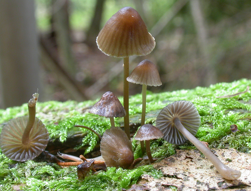 Mycena_stipata5.jpg