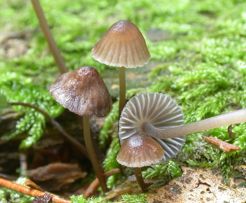 Mycena_stipata1.jpg