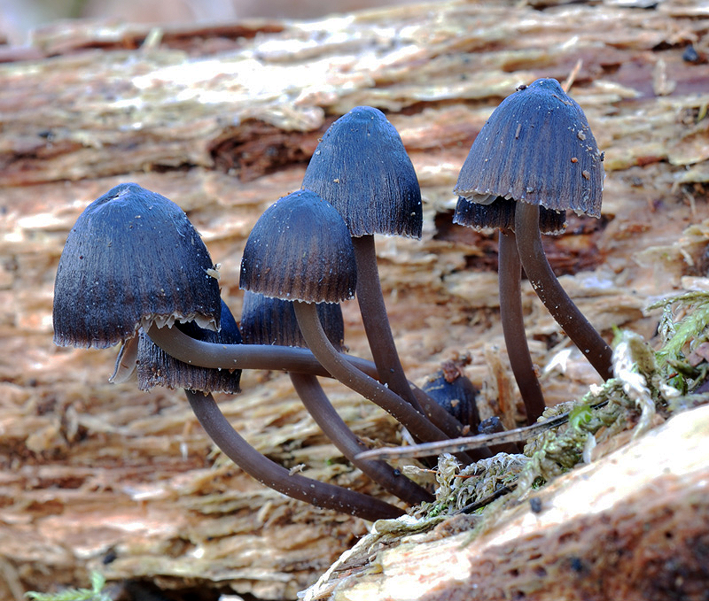 Mycena_stipata.jpg