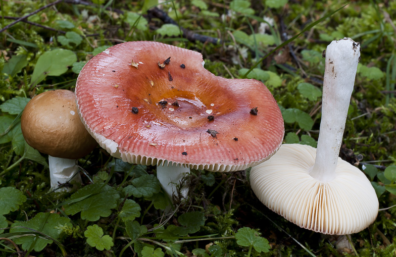 Russula velnovskyi.jpg