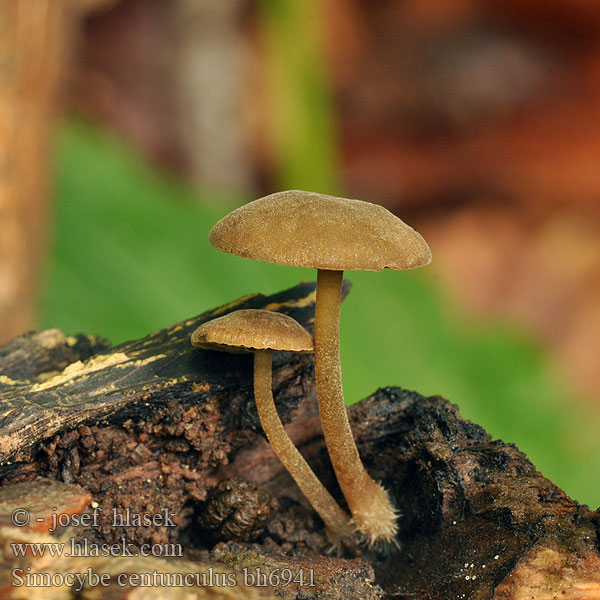 simocybe_centunculus_bh6941.jpg