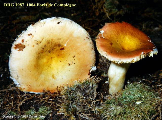 Russula_veternosa_1987_dg_1.jpg