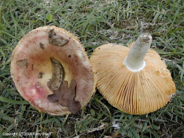 Russula_veternosa_2008_rp_1.jpg