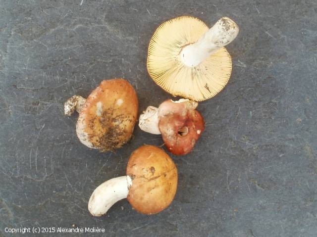Russula_veternosa_2015_am_1.jpg