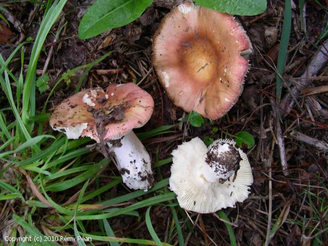 Russula_veternosa_2010_rp_1.jpg