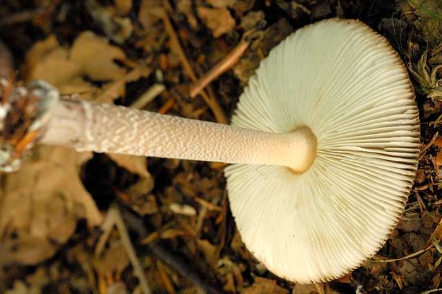 Amanita_spec._-_Lindsey_7b.jpg