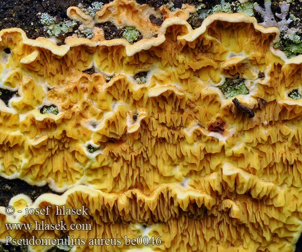 pseudomerulius_aureus_be0046.jpg