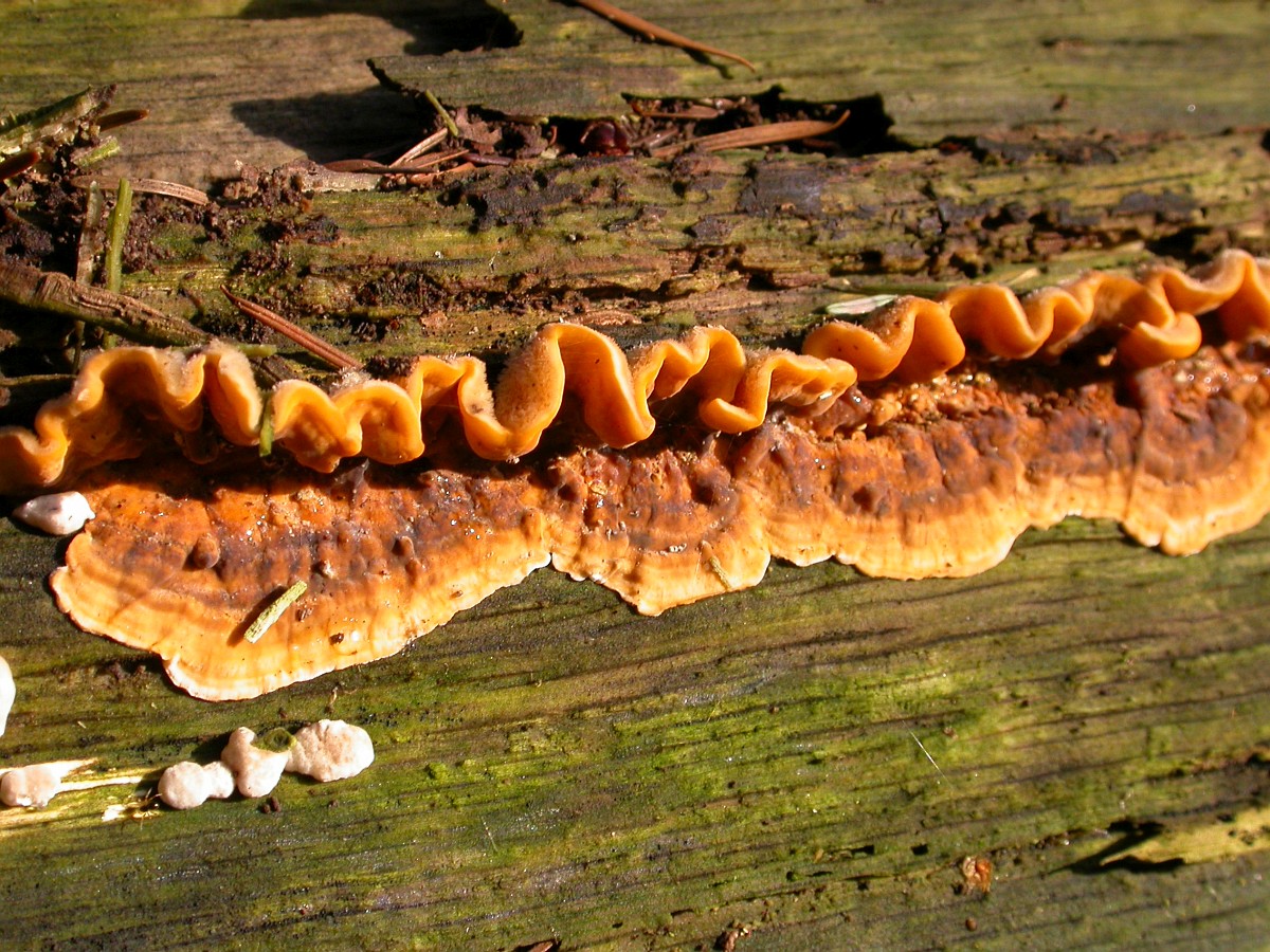 Stereum gausapatum 5, Eikenbloedzwam, Saxifraga-Peter Meininger.JPG