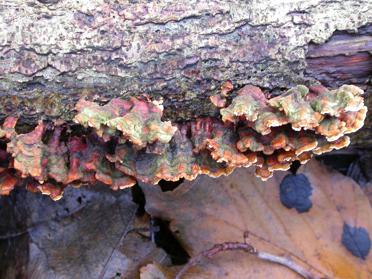 Stereum gausapatum 4, Eikenbloedzwam, Saxifraga-Peter Meininger.JPG