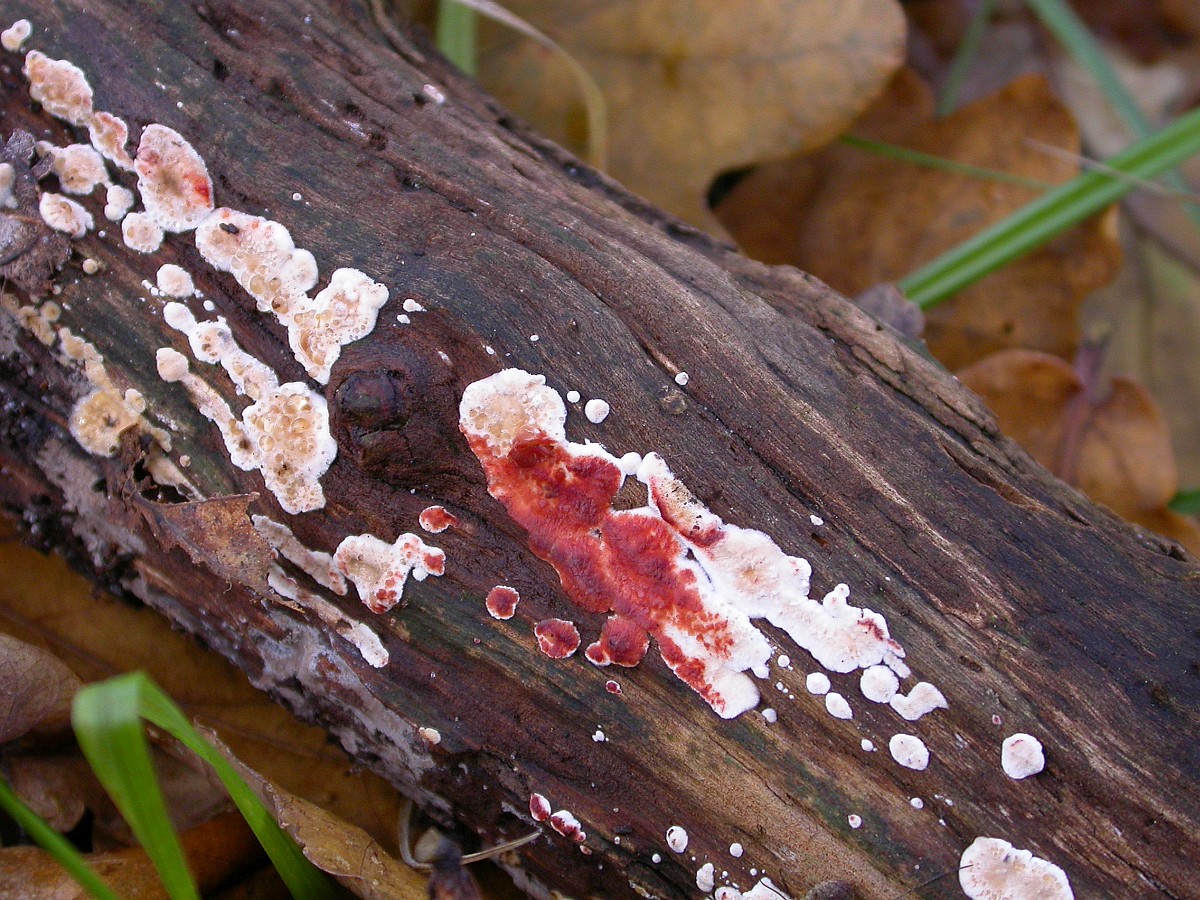 Stereum gausapatum 3, Eikenbloedzwam, Saxifraga-Peter Meininger.JPG
