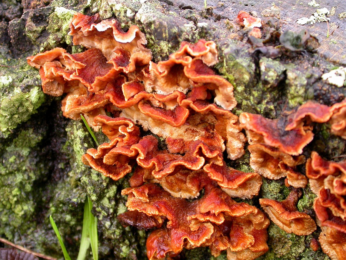 Stereum gausapatum 2, Eikenbloedzwam, Saxifraga-Peter Meininger.JPG
