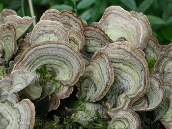 Stereum ostrea closeup2 GE.jpg