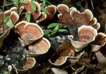 Stereum ostrea Roody.jpg