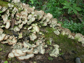 Stereum ostrea GE.jpg