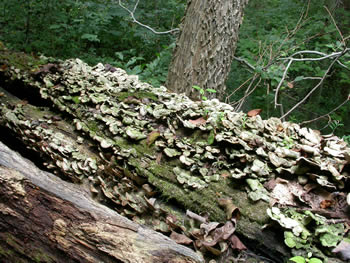 Stereum ostrea habit GE.jpg