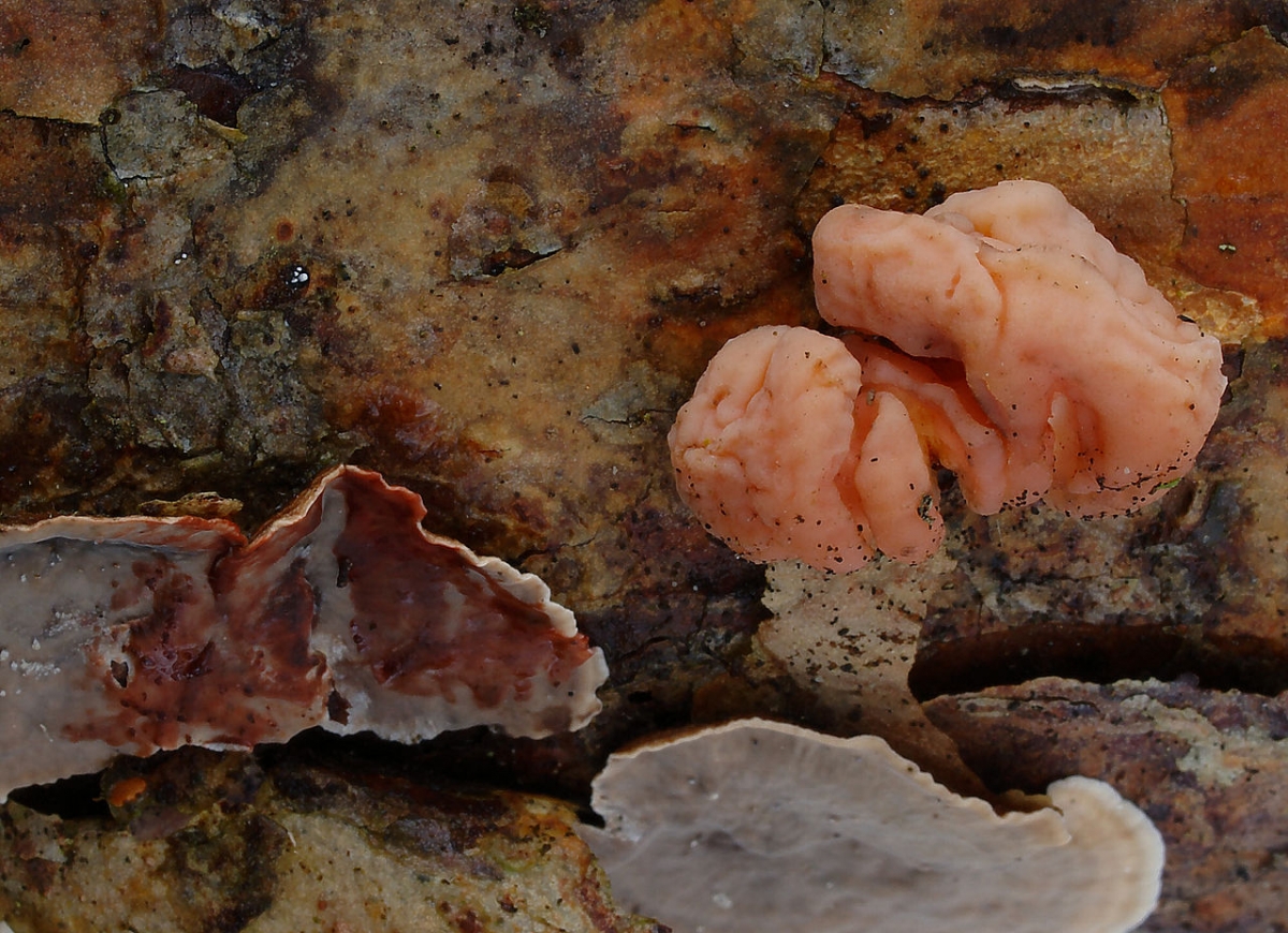 1280px-2008-02-29_Tremella_encephala_Stereum_sanguinolentum.jpg