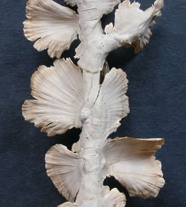 Sterium striatum4Ge.jpg