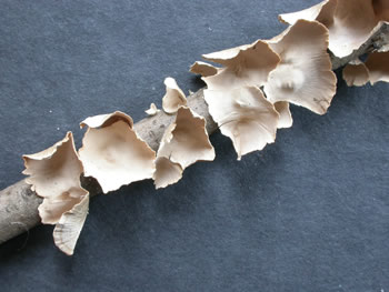 Sterium striatum1Ge.jpg