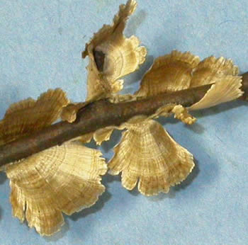 Stereum striatum close up GE.jpg