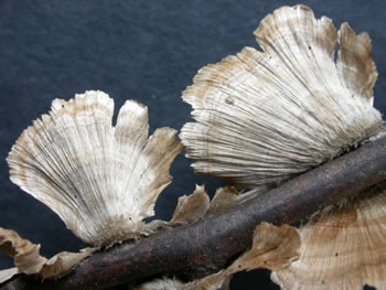 Sterium striatum2Ge.jpg