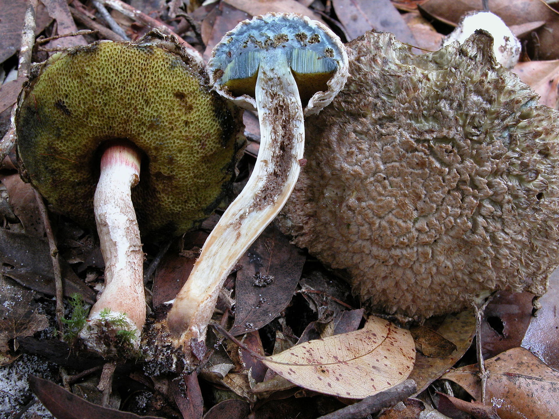Boletellus_dissiliens_41925.jpg