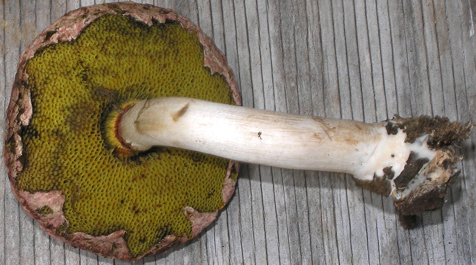 Boletellus_ananas_24741.jpg