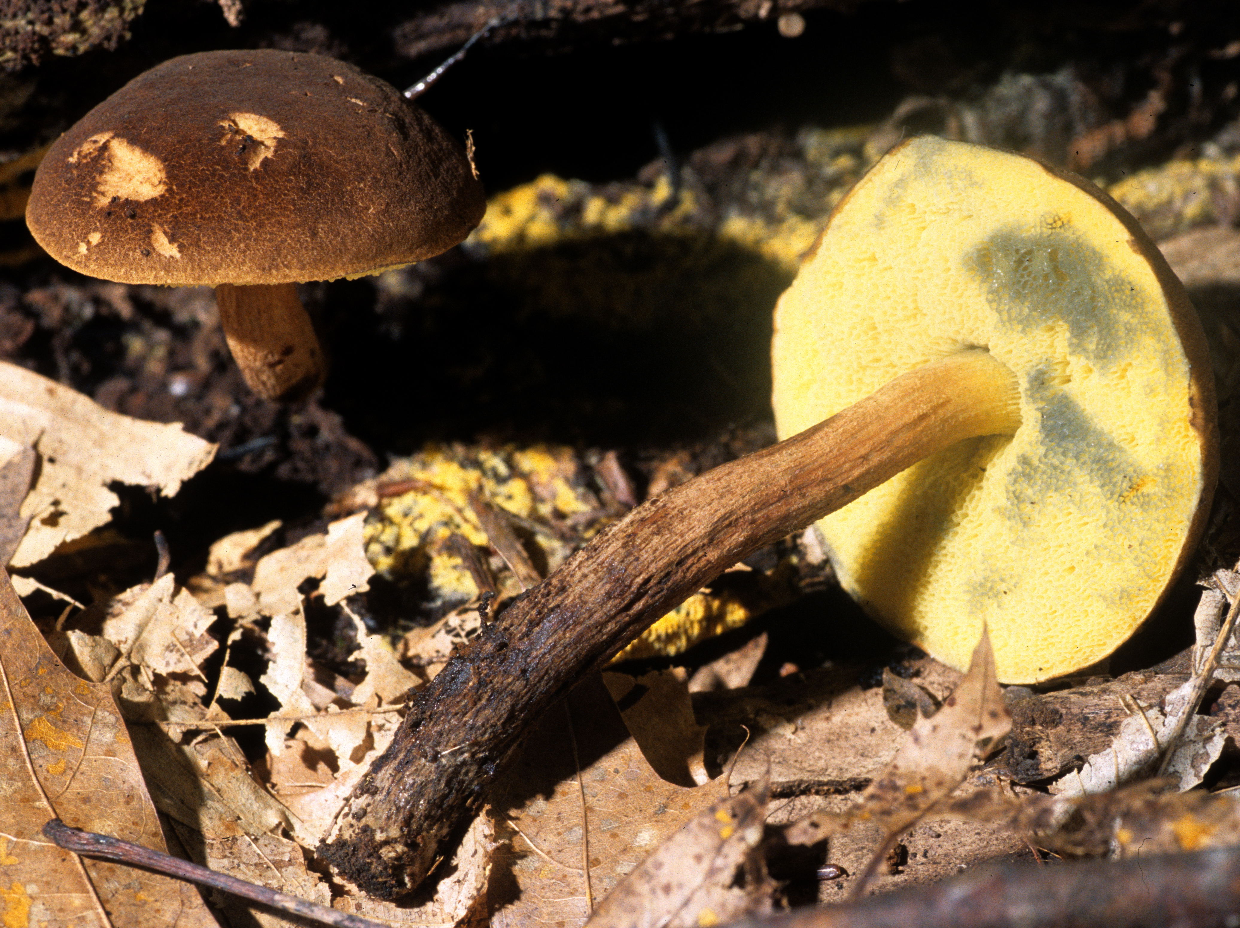 Boletellus_chrysenteroides_100400.jpg