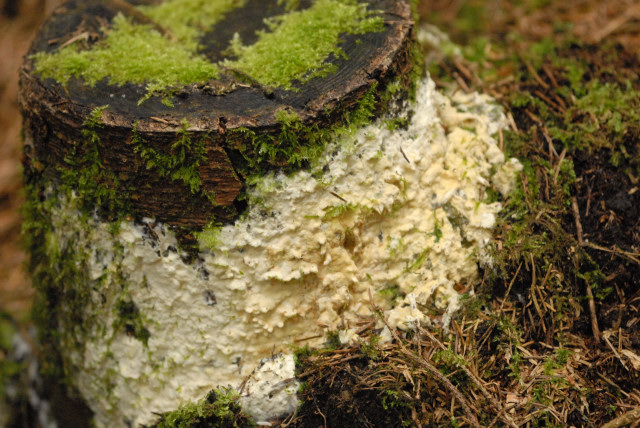 Sebacina_incrustans_-_Lindsey_1b (1).jpg