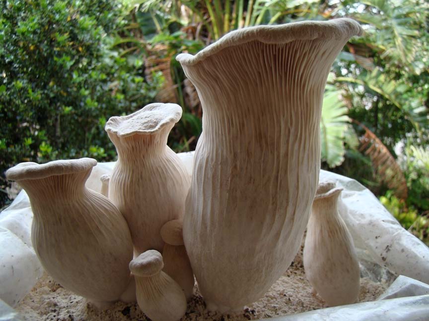 Pleurotus_nebrodensis_30057.jpg
