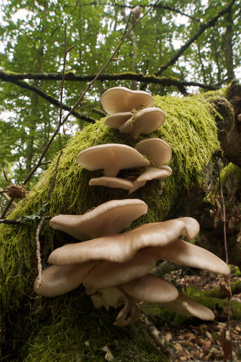 800px-Pleurotus_pulmonarius_LC0228.jpg