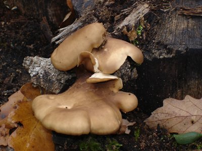 pleurotus_spodoleucus.jpg