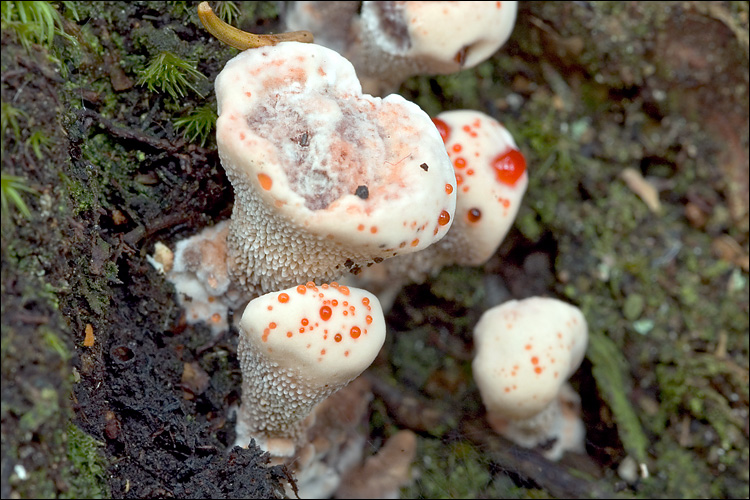 Hydnellum_ferrugineum_59273.jpg