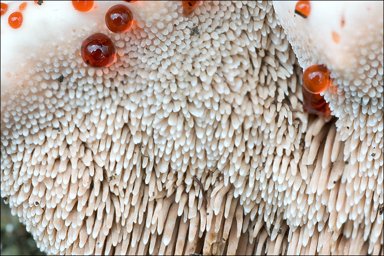 Hydnellum_ferrugineum_59272.jpg