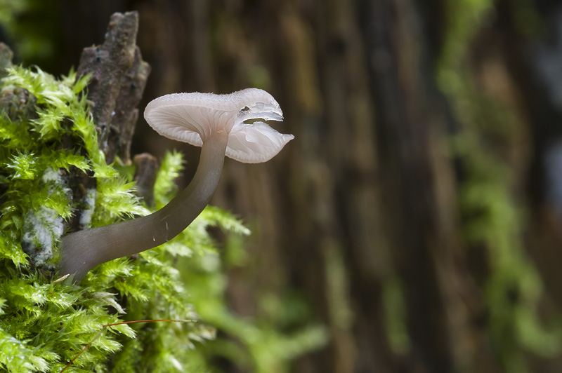 Omphalina epichysium7.jpg