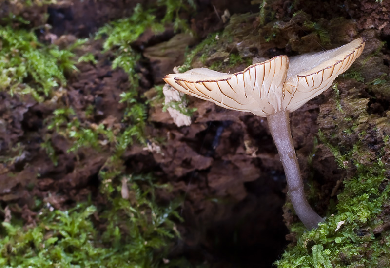 Omphalina epichysium (1).jpg