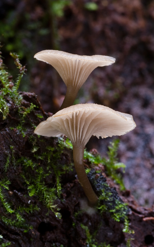 Omphalina epichysium (3).jpg