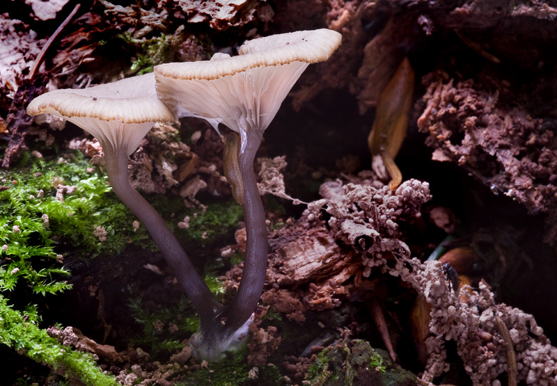 Omphalina epichysium.jpg