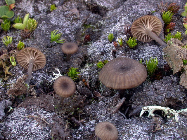 Arrhenia_obatra g1.jpg